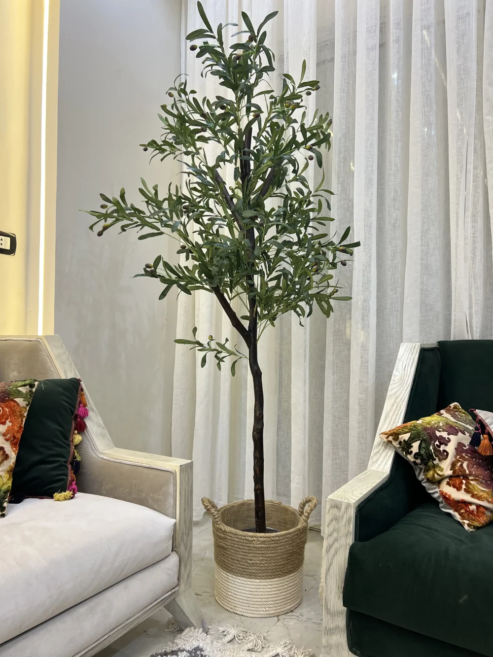 الشمعدانات الألوة